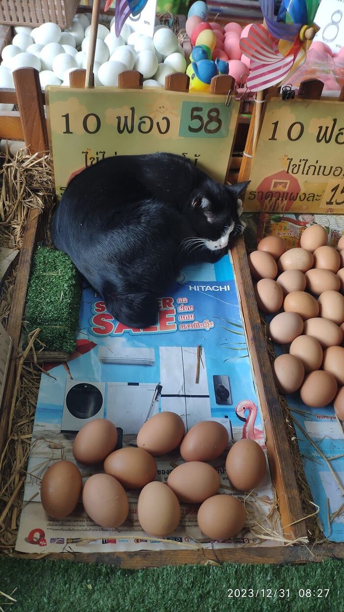 Black cat sleeping among eggs at a market stall, illustrating capitalism with cats having jobs these days.