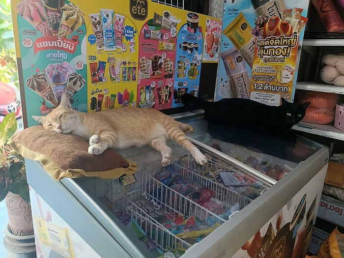 Two cats resting on a freezer in a store, highlighting capitalism where even cats have jobs these days.