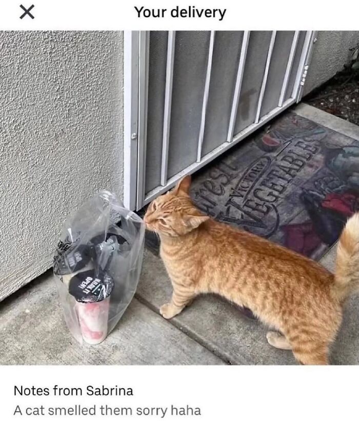 Orange cat sniffing takeout bag at a doorstep, highlighting capitalism with cats having jobs in funny delivery scenarios.