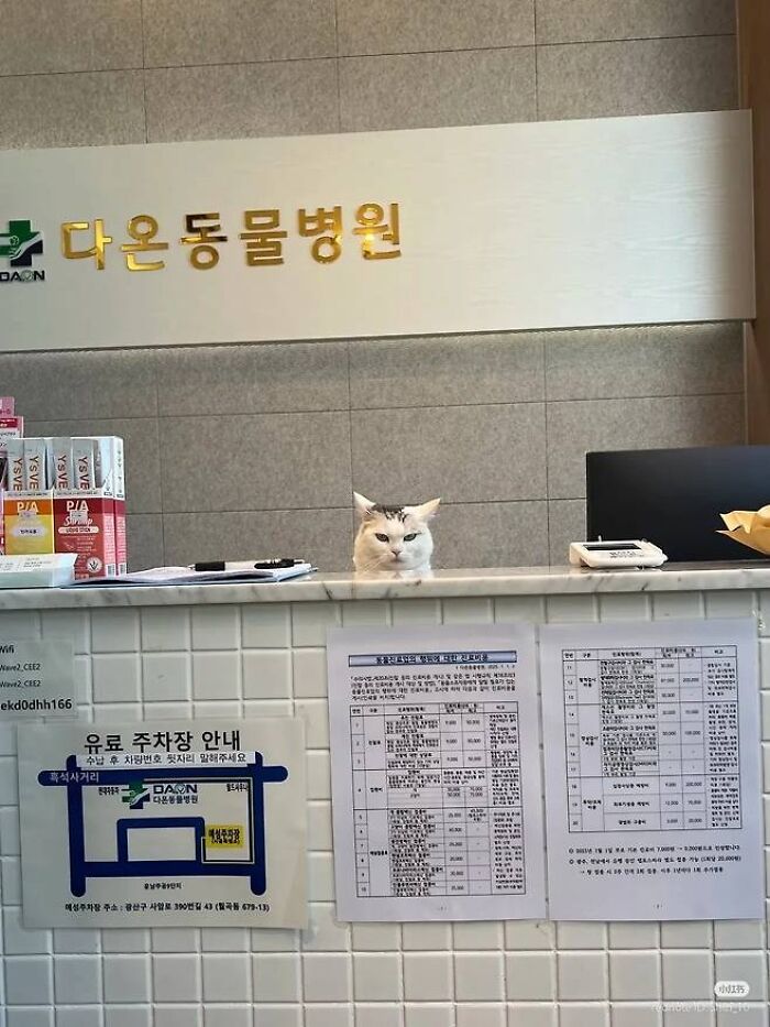 Cat sitting behind a reception desk at a veterinary clinic, humorously suggesting cats have jobs in modern capitalism.