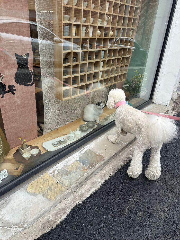 Cat behind a shop window seemingly working while a poodle dog looks in, illustrating capitalism and cats having jobs.