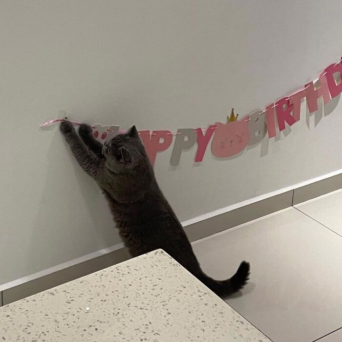 Cat working to hang a birthday banner on the wall, illustrating the humor of cats having jobs these days.