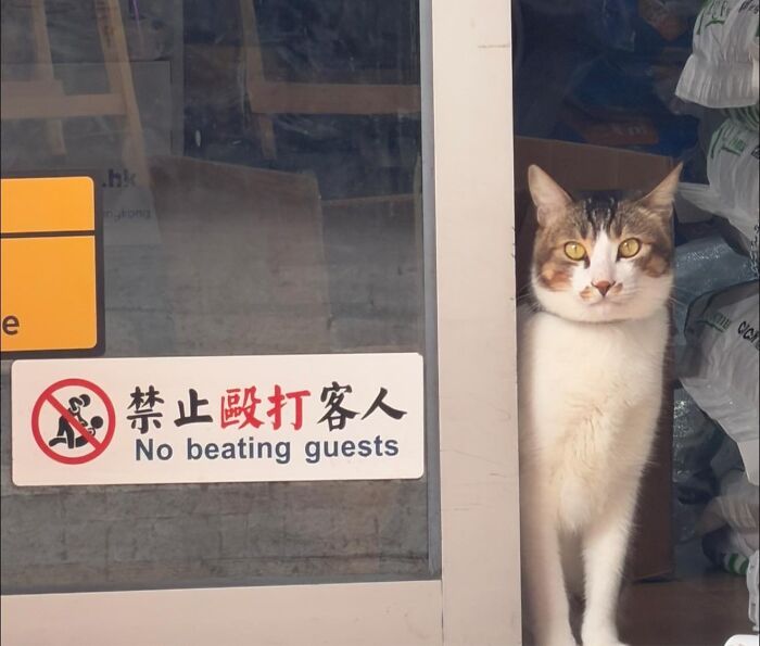 Cat standing by a shop door with a sign saying no beating guests, reflecting cats with jobs in capitalism.