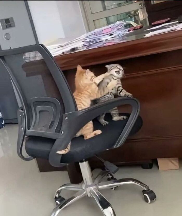 Two cats playfully fighting on an office chair in a workspace, humorously showing cats having jobs.