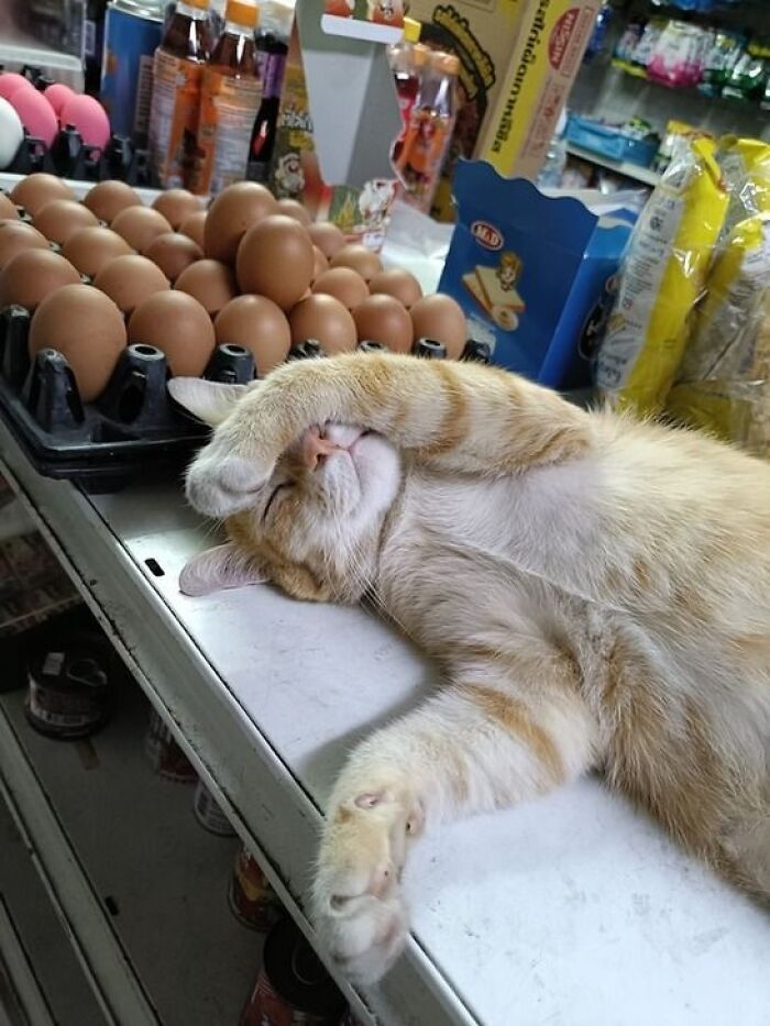 Orange cat lying on a store counter near eggs, humorously showing how capitalism has influenced even pets with jobs.