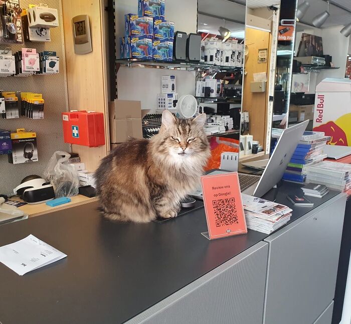 Cat sitting on a store counter surrounded by electronic accessories, illustrating capitalism and cats having jobs concept.