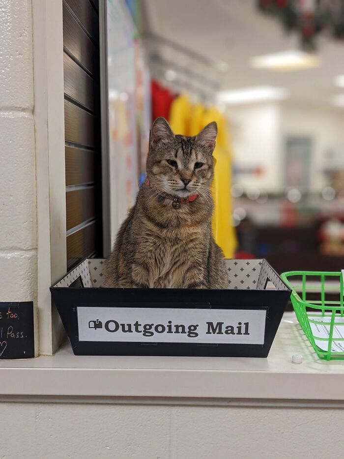 Cat sitting in an outgoing mail tray at a counter, showcasing the humor of cats having jobs in capitalism.