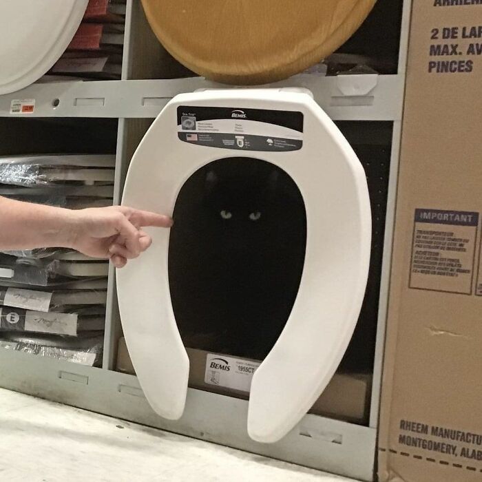 Black cat hidden inside a toilet seat display with a person pointing at it, illustrating cats having jobs in capitalism.