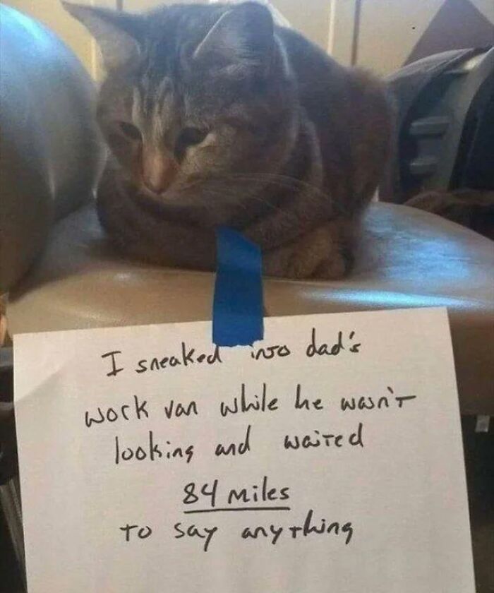 Tabby cat with a note about sneaking into dad's work van, highlighting capitalism and cats having jobs humor in everyday life.