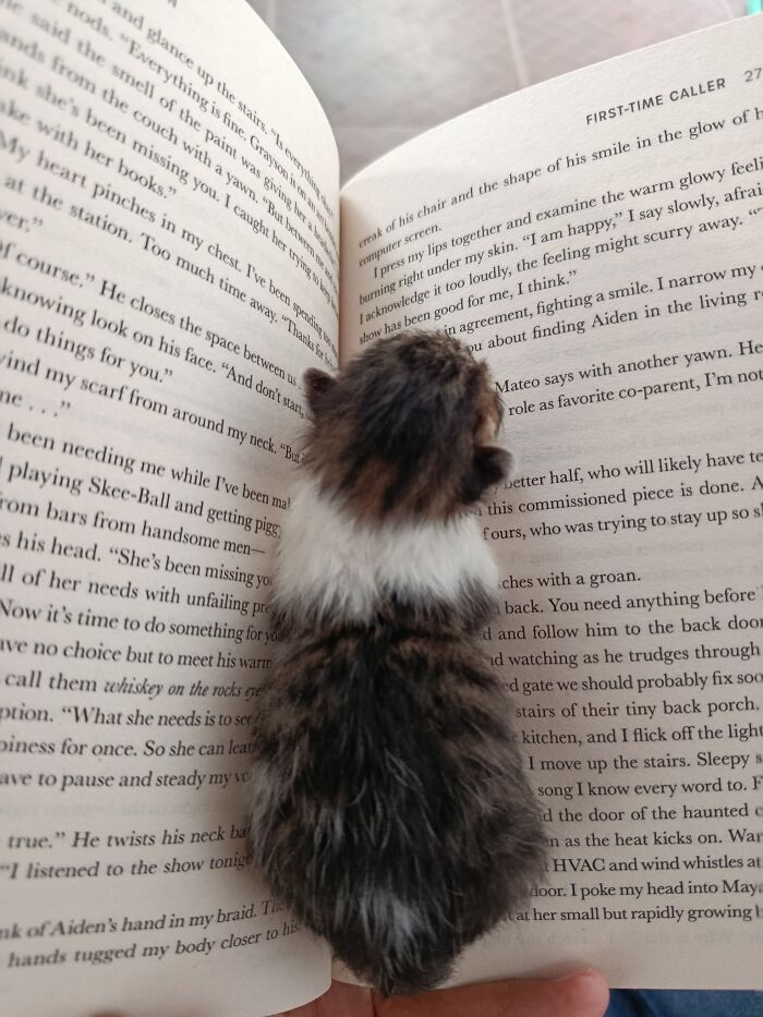 Kitten sitting on an open book, illustrating how capitalism has gone so far even cats have jobs these days.