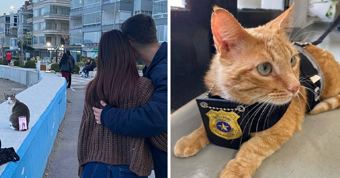 Capitalism Has Gone So Far, Even Cats Have Jobs These Days (83 Funny New Pics)