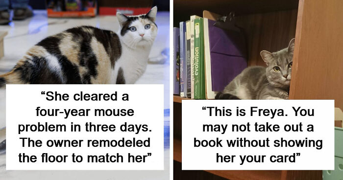 Capitalism Has Gone So Far, Even Cats Have Jobs These Days (83 Funny New Pics)