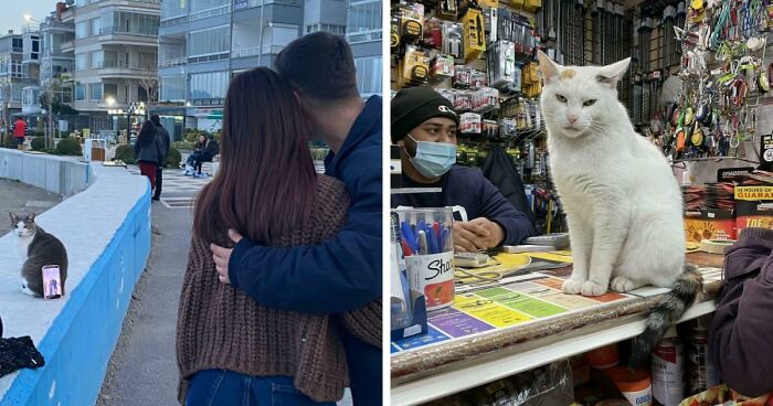 Capitalism Has Gone So Far, Even Cats Have Jobs These Days (83 Funny New Pics)