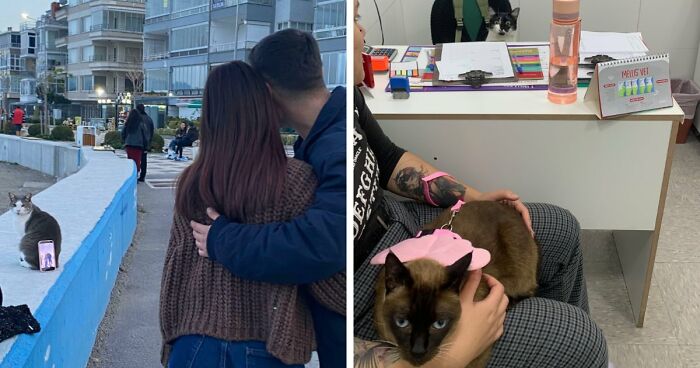 Capitalism Has Gone So Far, Even Cats Have Jobs These Days (83 Funny New Pics)