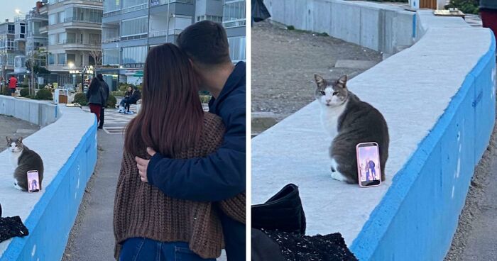 Capitalism Has Gone So Far, Even Cats Have Jobs These Days (83 Funny New Pics)