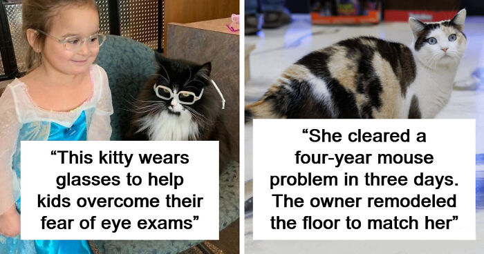 Capitalism Has Gone So Far, Even Cats Have Jobs These Days (83 Funny New Pics)