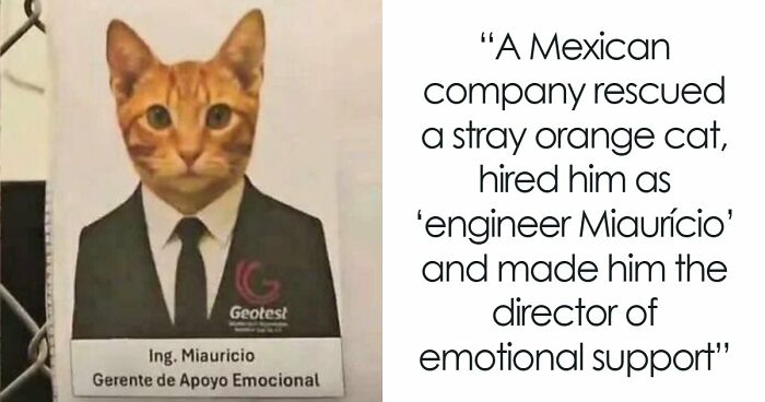 Capitalism Has Gone So Far, Even Cats Have Jobs These Days (83 Funny New Pics)