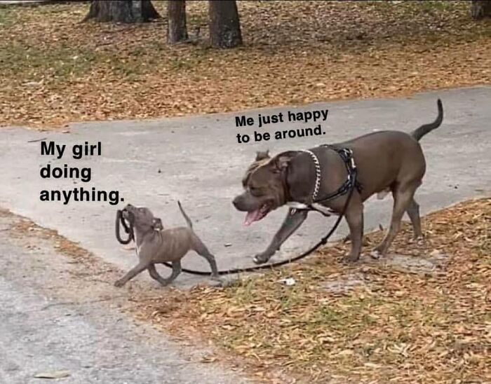 Two dogs walking outside with text depicting romantic relationships, captured in a funny meme about love and companionship.