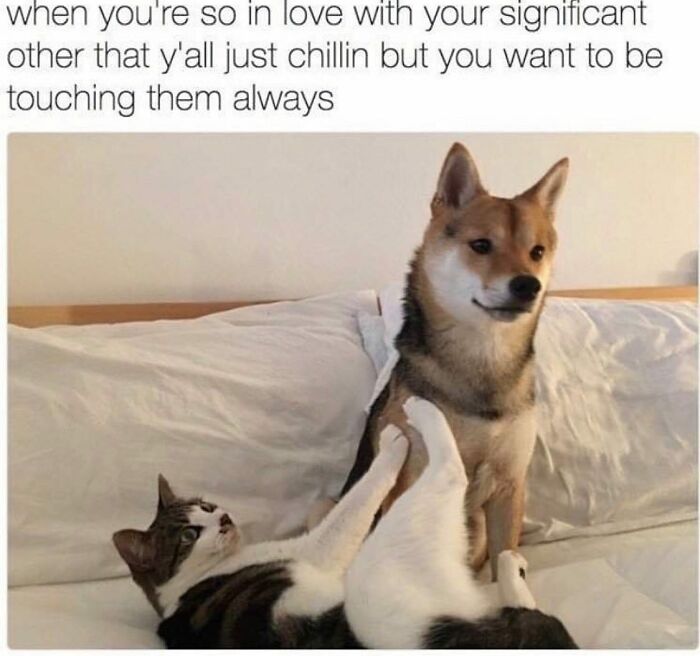 Cat touching dog while lying on bed, illustrating romantic relationships memes with humor and affectionate connection.