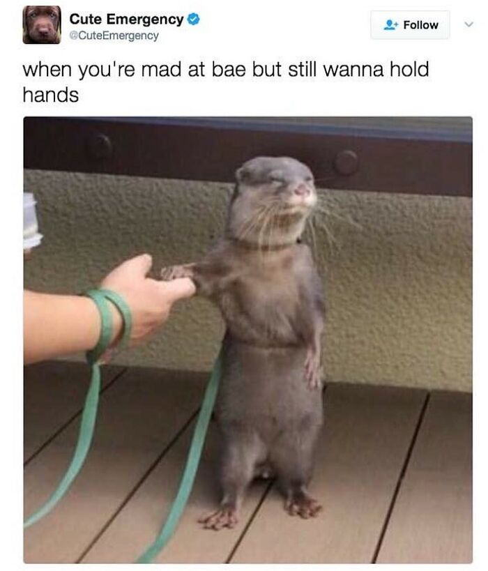 Otter reluctantly holding hands with person, illustrating funny romantic relationships meme about being mad but still affectionate.