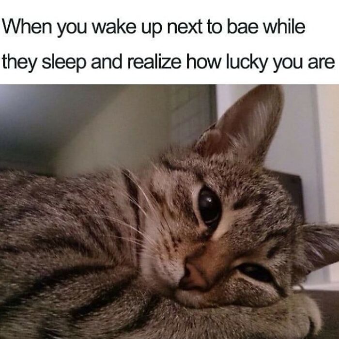 Tabby cat lying down with caption about waking up next to bae, relating to romantic relationships and love humor.