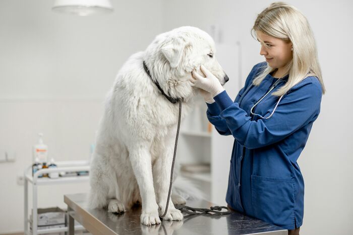 Veterinarian in blue scrubs examines a large white dog on an exam table. Pets acted suspiciously like humans.