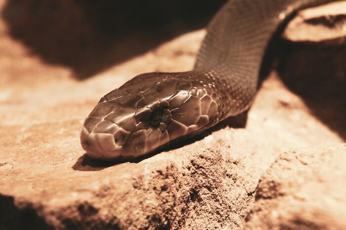 Close-up of a snake's head on rocky ground illustrating one of the horrifying historical facts about dangerous animals.