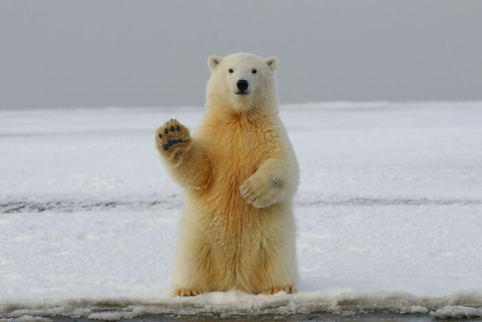 Polar bear standing on ice with one paw raised, illustrating unexpected and bizarre ways people passed away in unusual incidents.