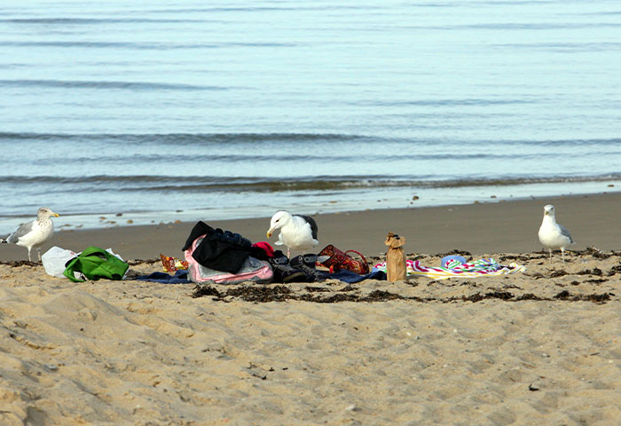 Seagulls rummaging through personal belongings on a beach, an example of harmless but effective revenge on jerks.