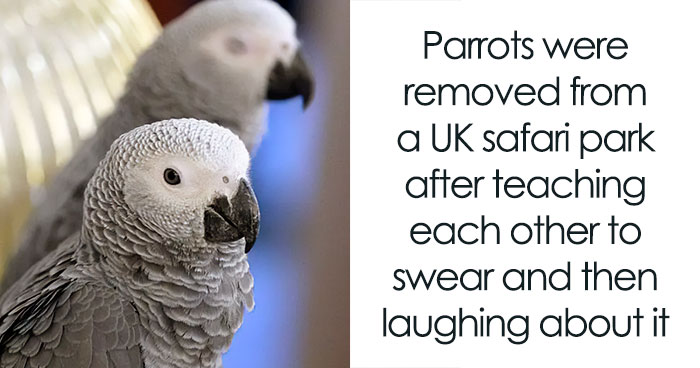 83 Funny Bird Memes For Those Who’ve Entered Their “Wait, What Bird Is That?” Era