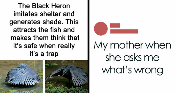 83 Funny Bird Memes For Those Who’ve Entered Their “Wait, What Bird Is That?” Era