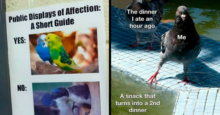 83 Funny Bird Memes For Those Who’ve Entered Their “Wait, What Bird Is That?” Era