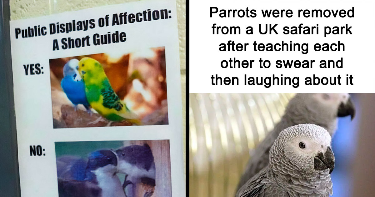 83 Silly Bird Memes To Brighten Up Your Day