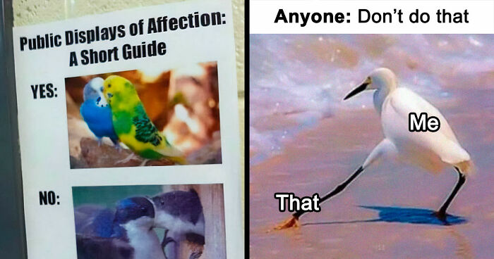 83 Funny Bird Memes For Those Who’ve Entered Their “Wait, What Bird Is That?” Era