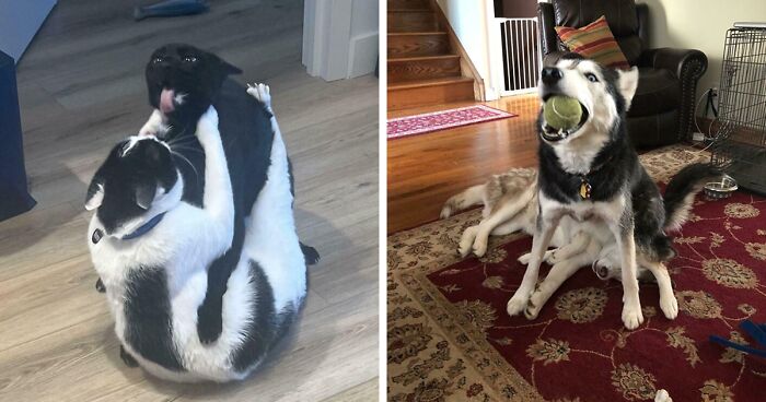 51 Funny And Chaotic Photos Of Pet Siblings To Cleanse Your Depressing Feed Today (New Pics)
