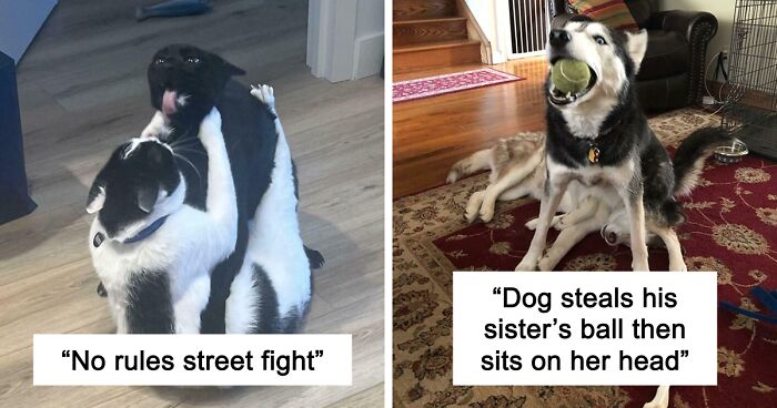 51 Funny And Chaotic Photos Of Pet Siblings To Cleanse Your Depressing Feed Today (New Pics)