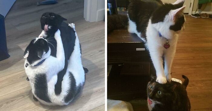 51 Funny And Chaotic Photos Of Pet Siblings To Cleanse Your Depressing Feed Today (New Pics)