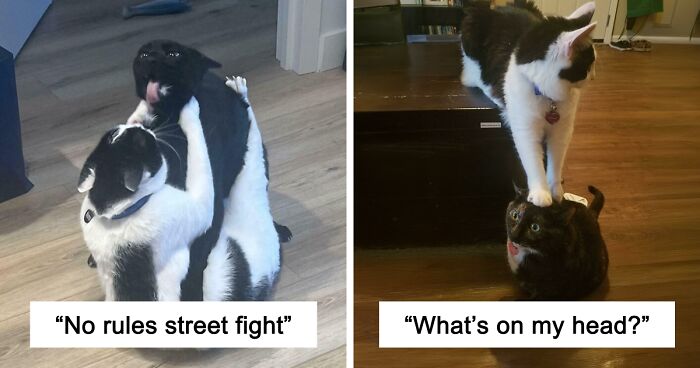 51 Funny And Chaotic Photos Of Pet Siblings To Cleanse Your Depressing Feed Today (New Pics)