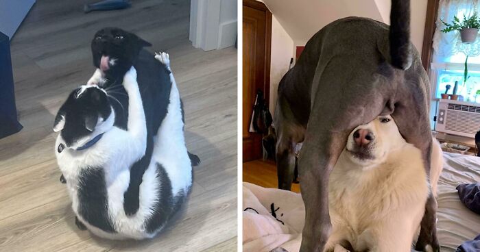 51 Funny And Chaotic Photos Of Pet Siblings To Cleanse Your Depressing Feed Today (New Pics)