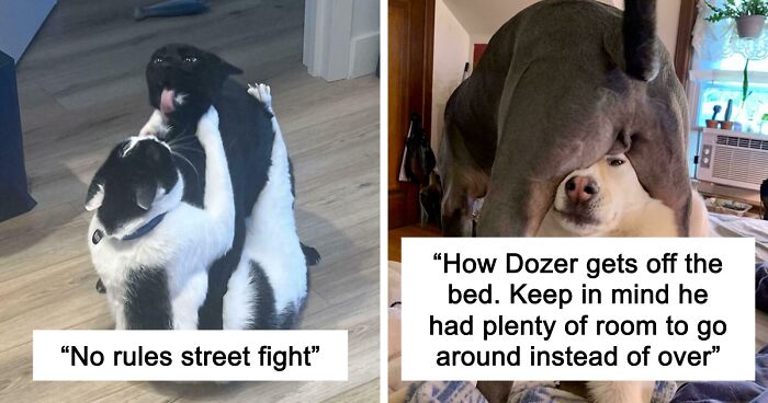 51 Funny And Chaotic Photos Of Pet Siblings To Cleanse Your Depressing Feed Today (New Pics)