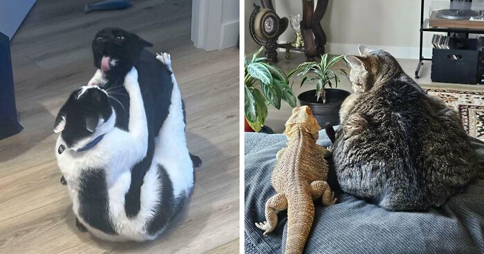51 Funny And Chaotic Photos Of Pet Siblings To Cleanse Your Depressing Feed Today (New Pics)
