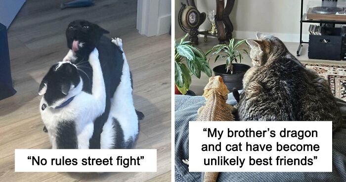 51 Funny And Chaotic Photos Of Pet Siblings To Cleanse Your Depressing Feed Today (New Pics)