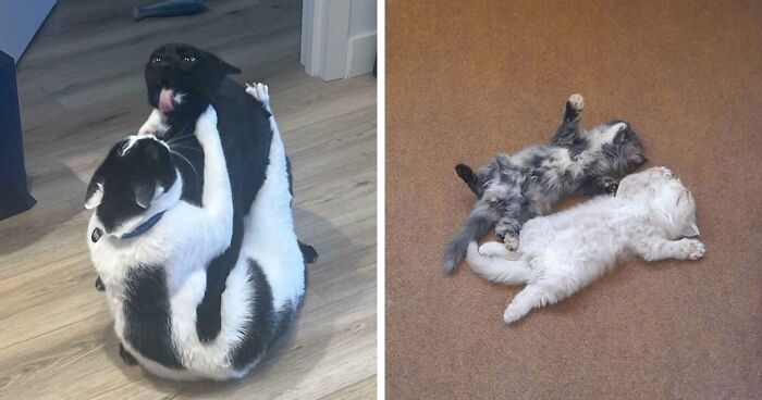 51 Funny And Chaotic Photos Of Pet Siblings To Cleanse Your Depressing Feed Today (New Pics)