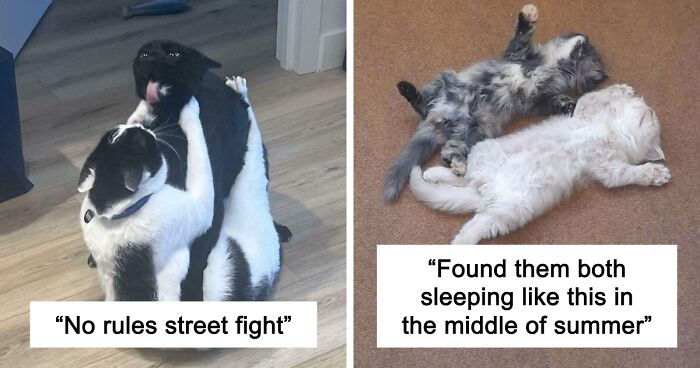 51 Funny And Chaotic Photos Of Pet Siblings To Cleanse Your Depressing Feed Today (New Pics)