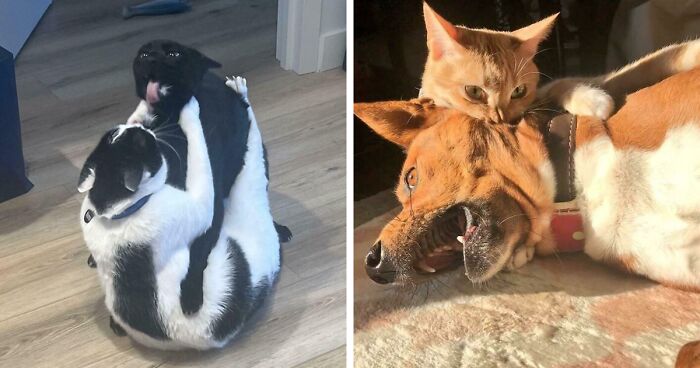 51 Funny And Chaotic Photos Of Pet Siblings To Cleanse Your Depressing Feed Today (New Pics)