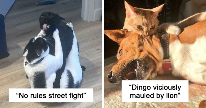 51 Funny And Chaotic Photos Of Pet Siblings To Cleanse Your Depressing Feed Today (New Pics)