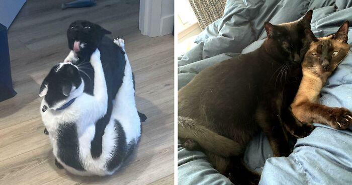 51 Funny And Chaotic Photos Of Pet Siblings To Cleanse Your Depressing Feed Today (New Pics)