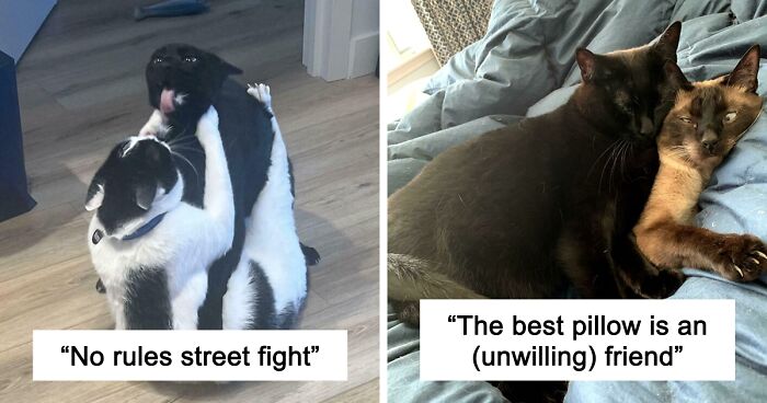 51 Funny And Chaotic Photos Of Pet Siblings To Cleanse Your Depressing Feed Today (New Pics)
