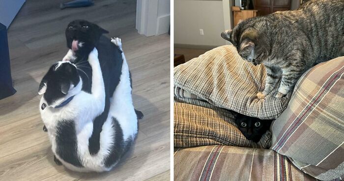 51 Funny And Chaotic Photos Of Pet Siblings To Cleanse Your Depressing Feed Today (New Pics)