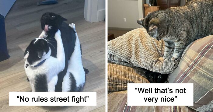 51 Funny And Chaotic Photos Of Pet Siblings To Cleanse Your Depressing Feed Today (New Pics)